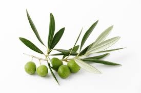 olive trees
