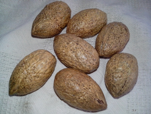 RAPHIA HOOKERI SEEDS