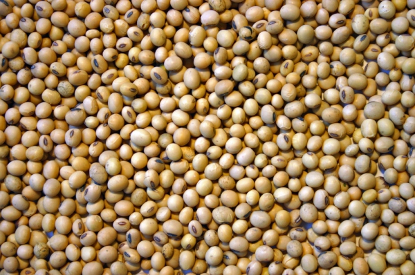 soy, oil Red