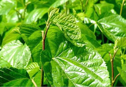 Mulberry leaf Extract