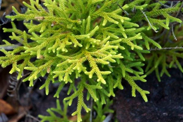 Huperzia Serrata Huperzine