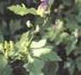  Aconitum Ambiguum P.E.